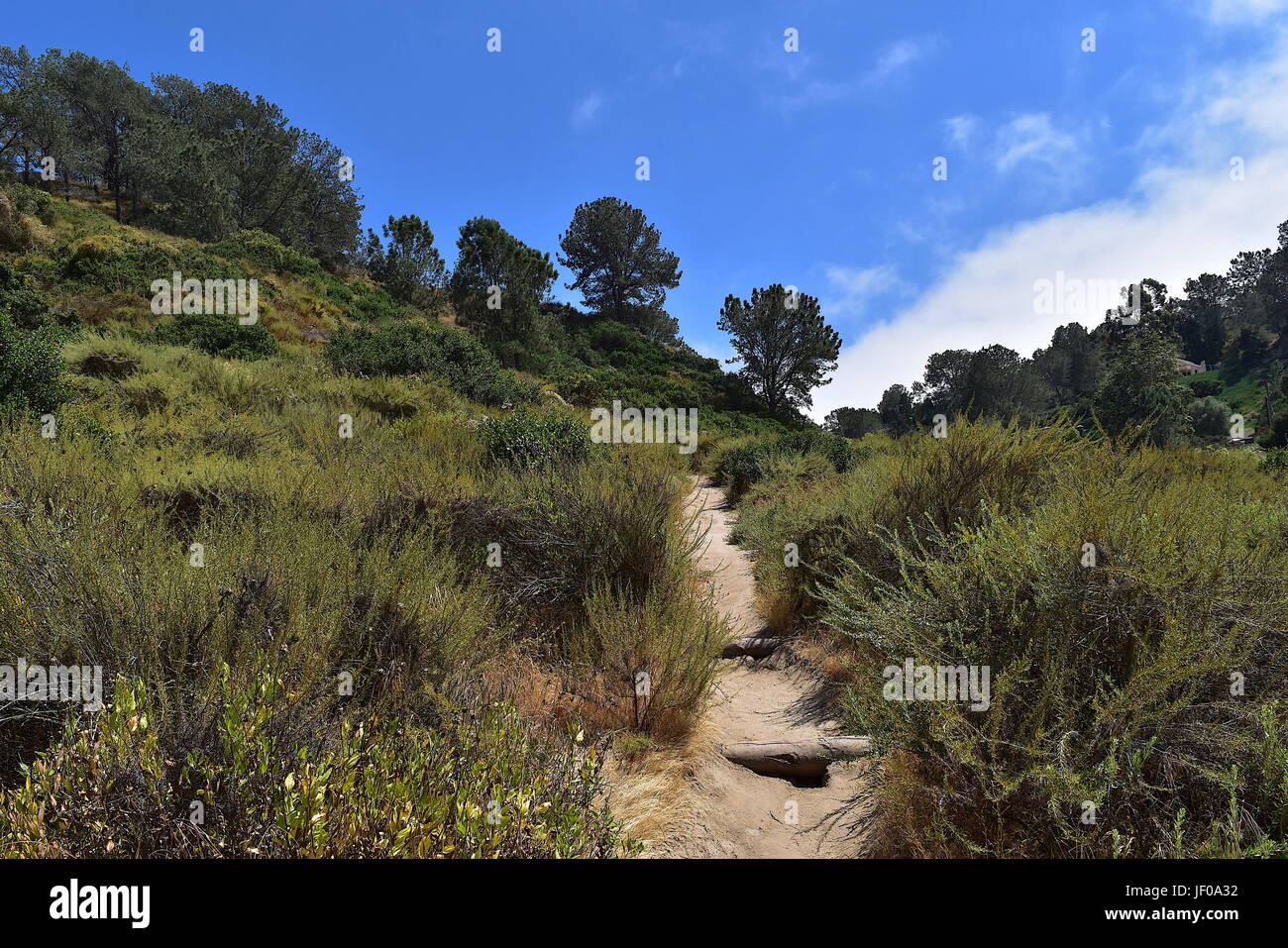 Sentier au Canyon Crest Espace Ouvert, Del Mar, en Californie Banque D'Images