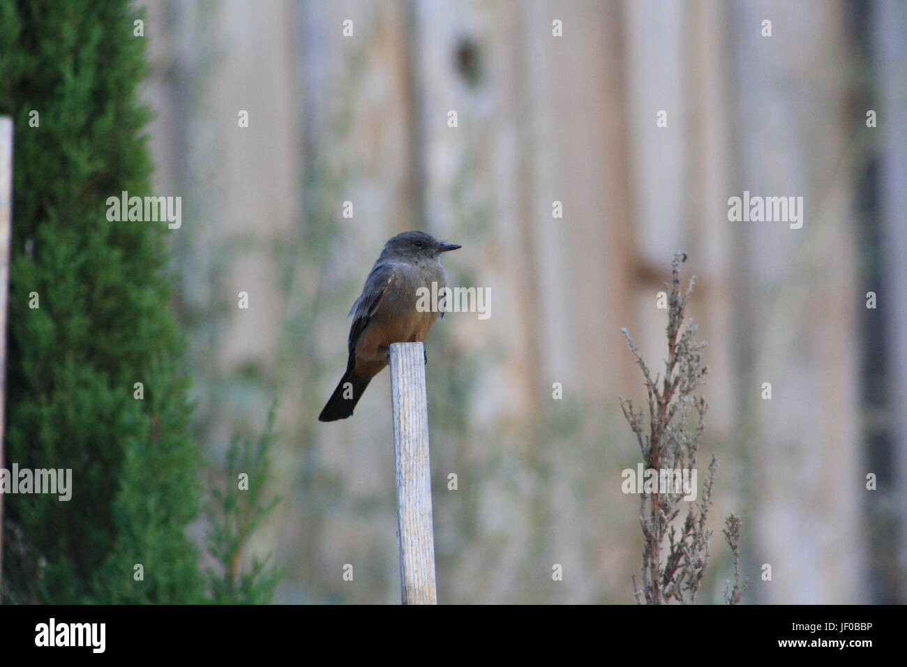 Merlebleu de l'arrière-cour Banque D'Images