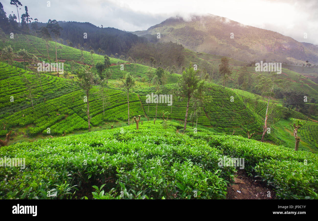 Plantation de thé Banque D'Images