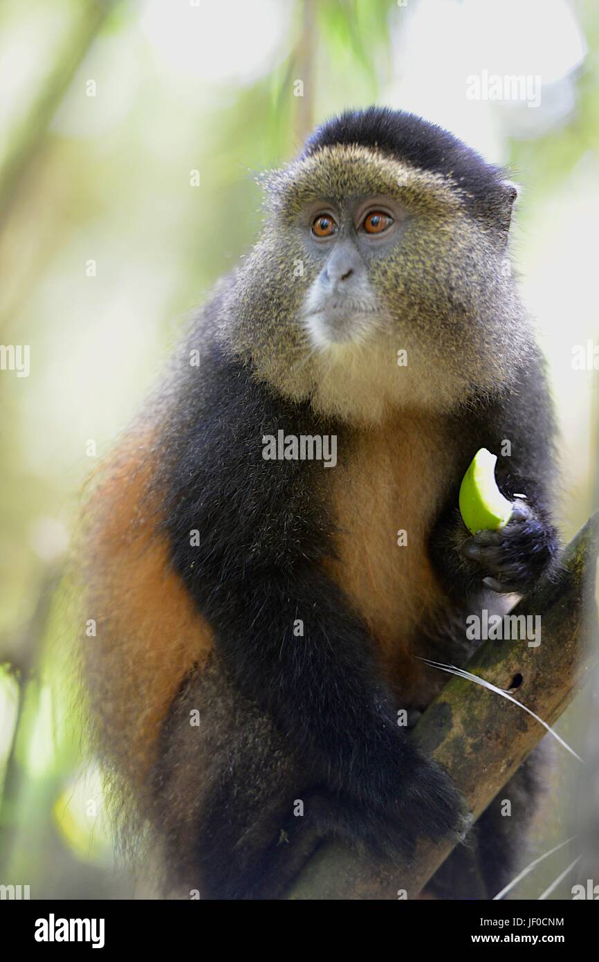 Un singe doré mange de bambou dans le Parc des Volcans du nord du Rwanda. Banque D'Images