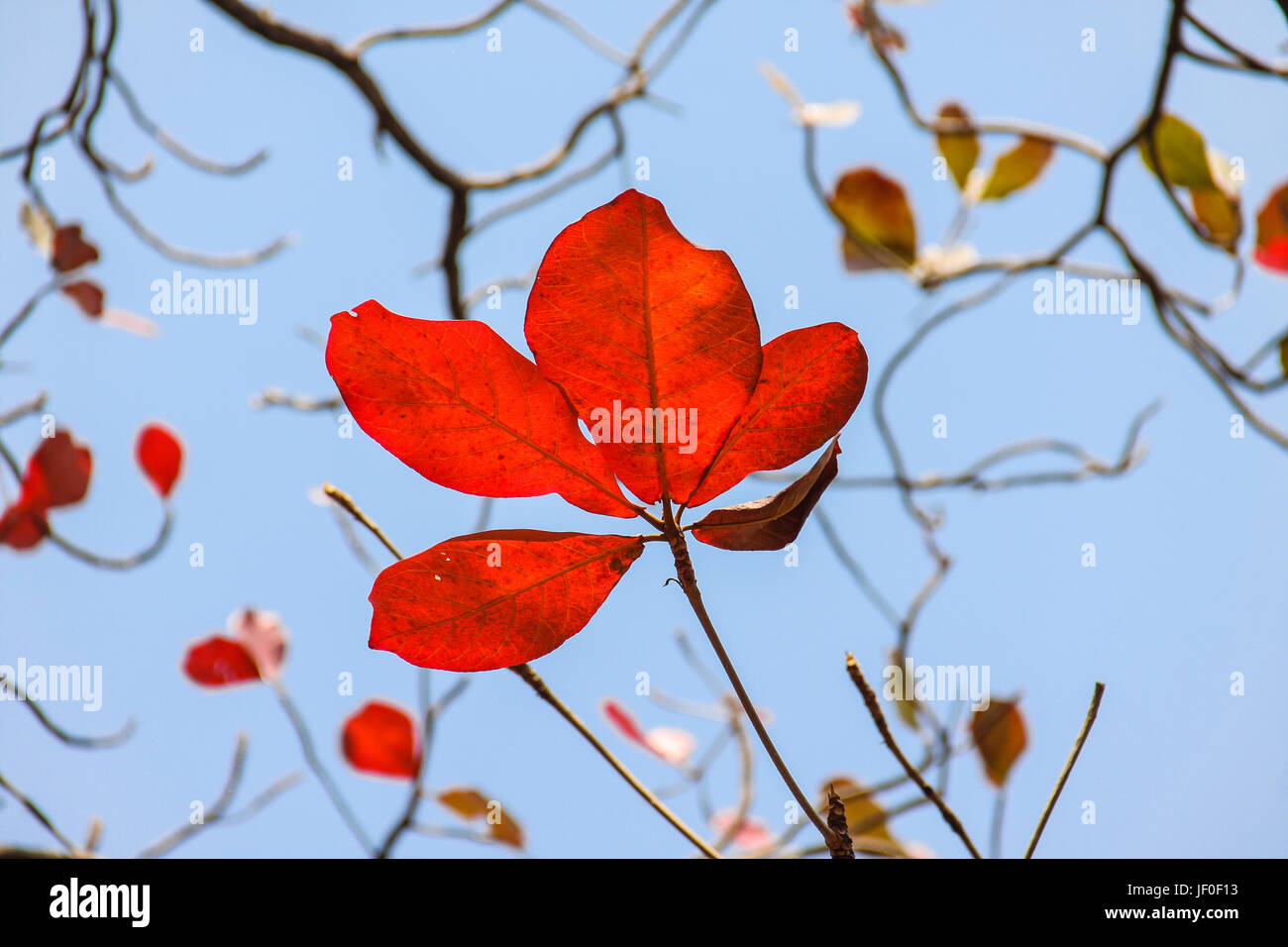 Bengale rouge feuilles d'amande avec ciel bleu Banque D'Images