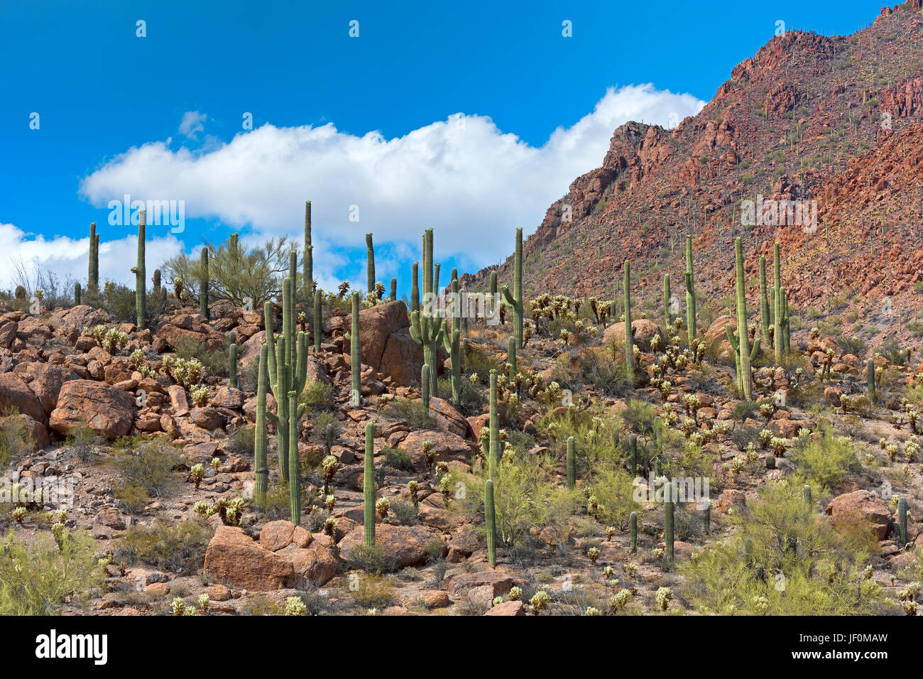 Cactus Saguaro (Carnegiea gigantea), Saguaro National Park, désert de Sonora, Tucson, Arizona, USA Banque D'Images