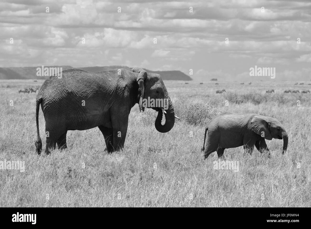 Le pâturage des éléphants du Parc National de Serengeti. Banque D'Images