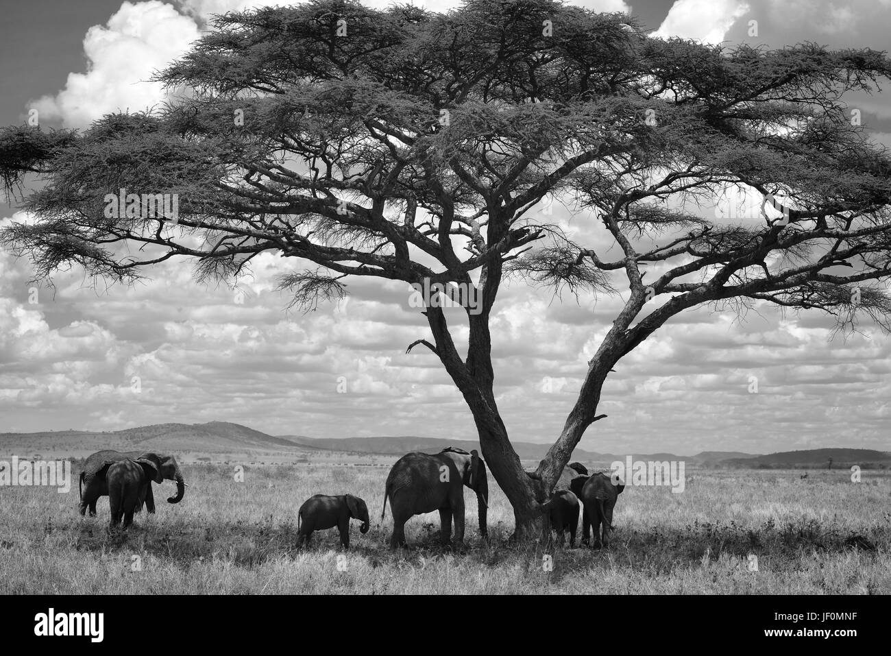 Le pâturage des éléphants du Parc National de Serengeti. Banque D'Images