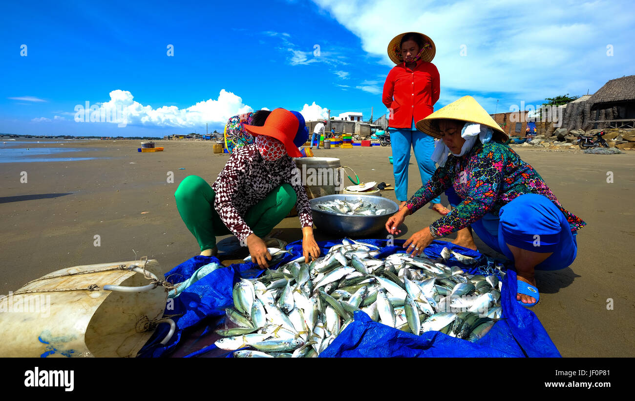 Les hommes et les femmes vietnamiennes et tri des poissons commerciaux sur la plage de Long Hai, Vietnam Banque D'Images