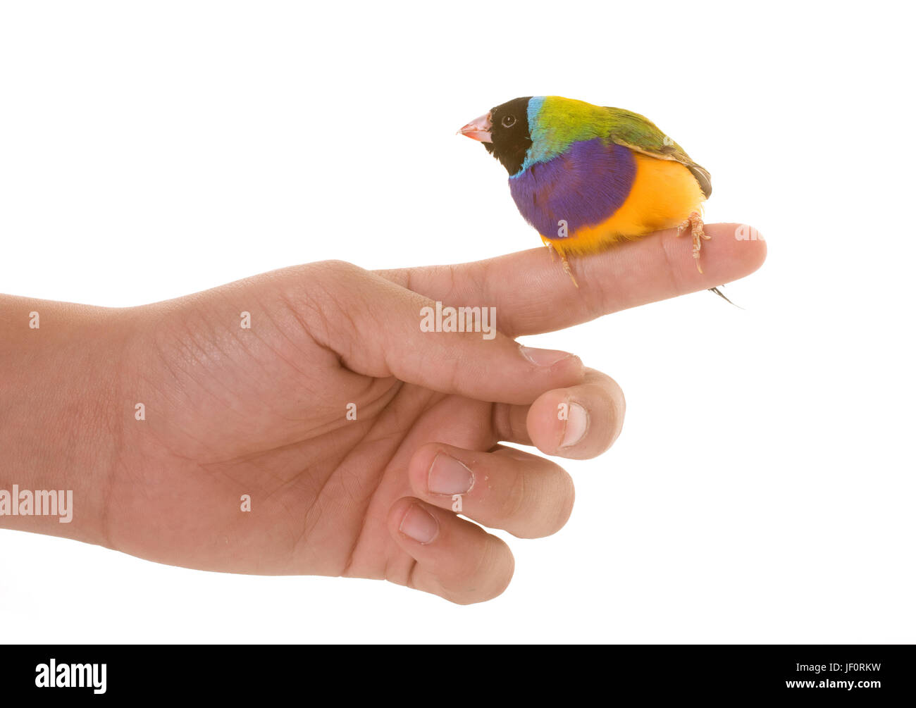 Gouldian finch in front of white background Banque D'Images