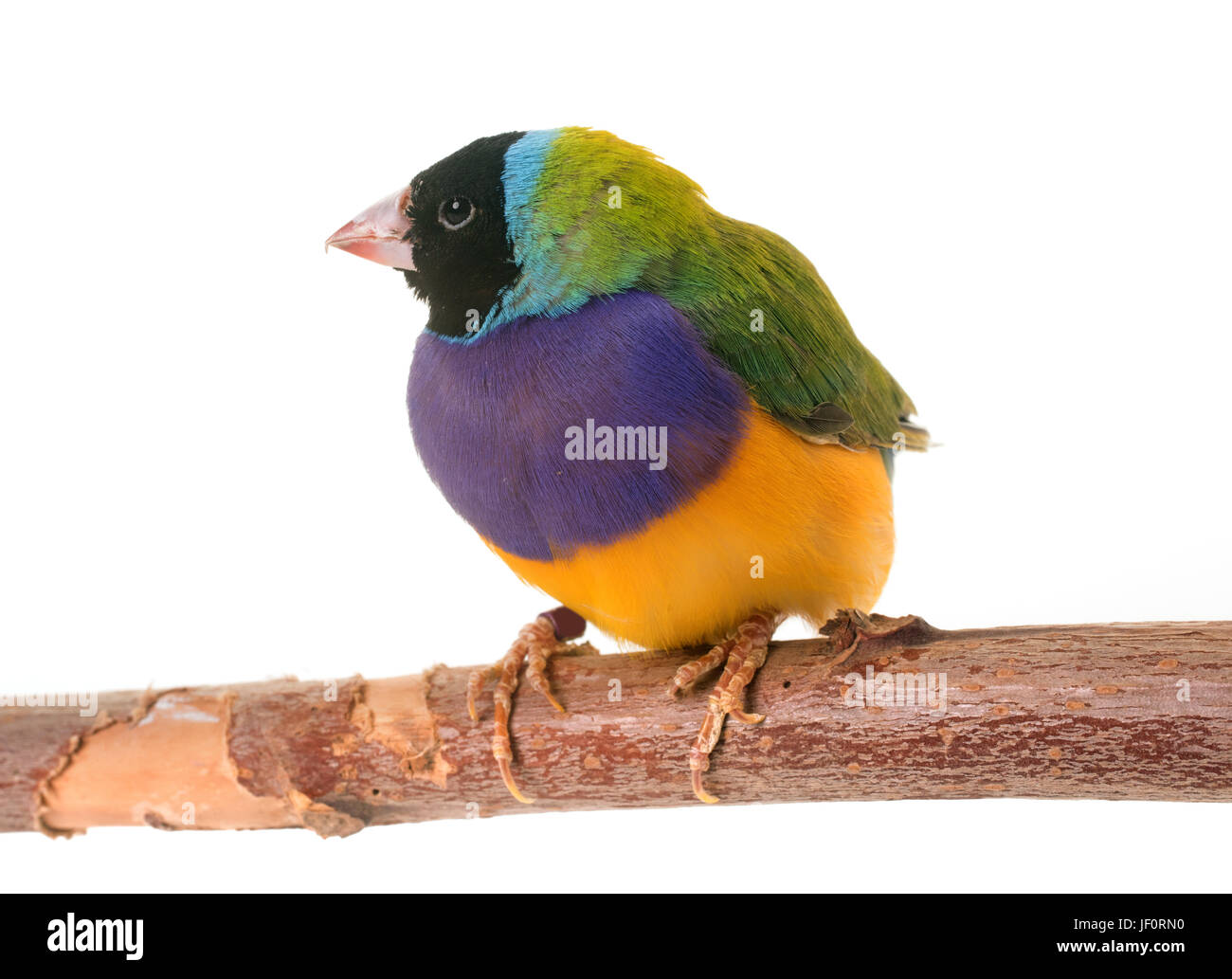 Gouldian finch in front of white background Banque D'Images