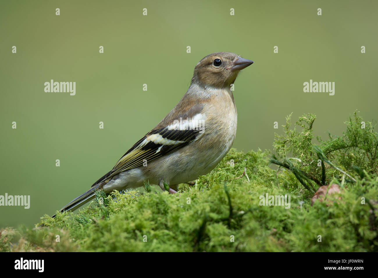 Un profil complet portrait d'une femme célibataires chaffinch perché sur une alerte à l'article couvre-sol moussu Banque D'Images