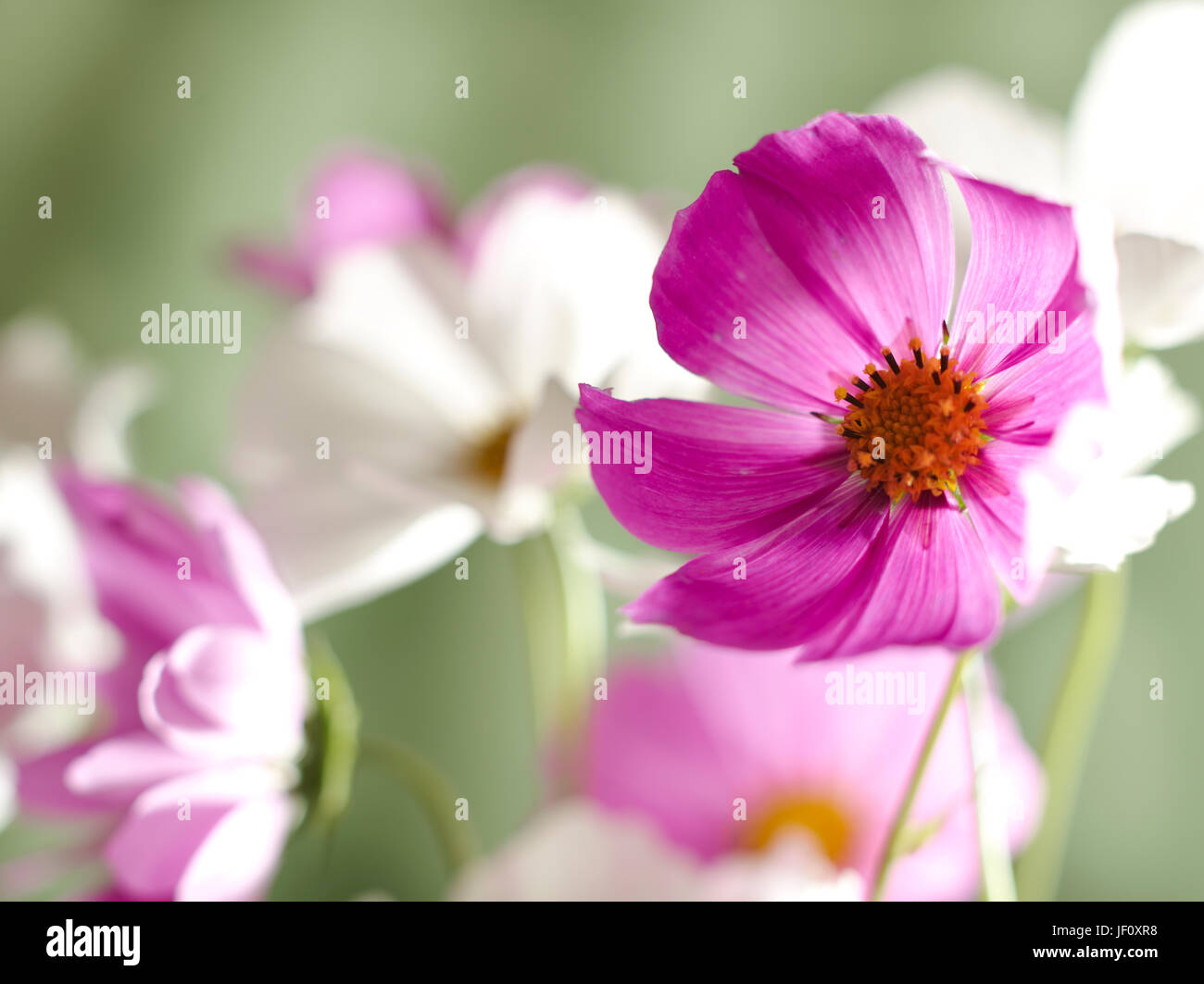 Bouquet de fleurs Banque D'Images