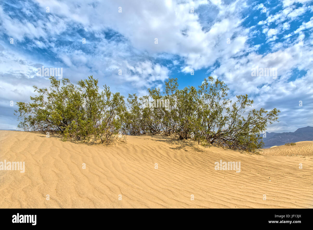 Télévision Mesquite Sand Dunes in Death Valley en Californie Banque D'Images