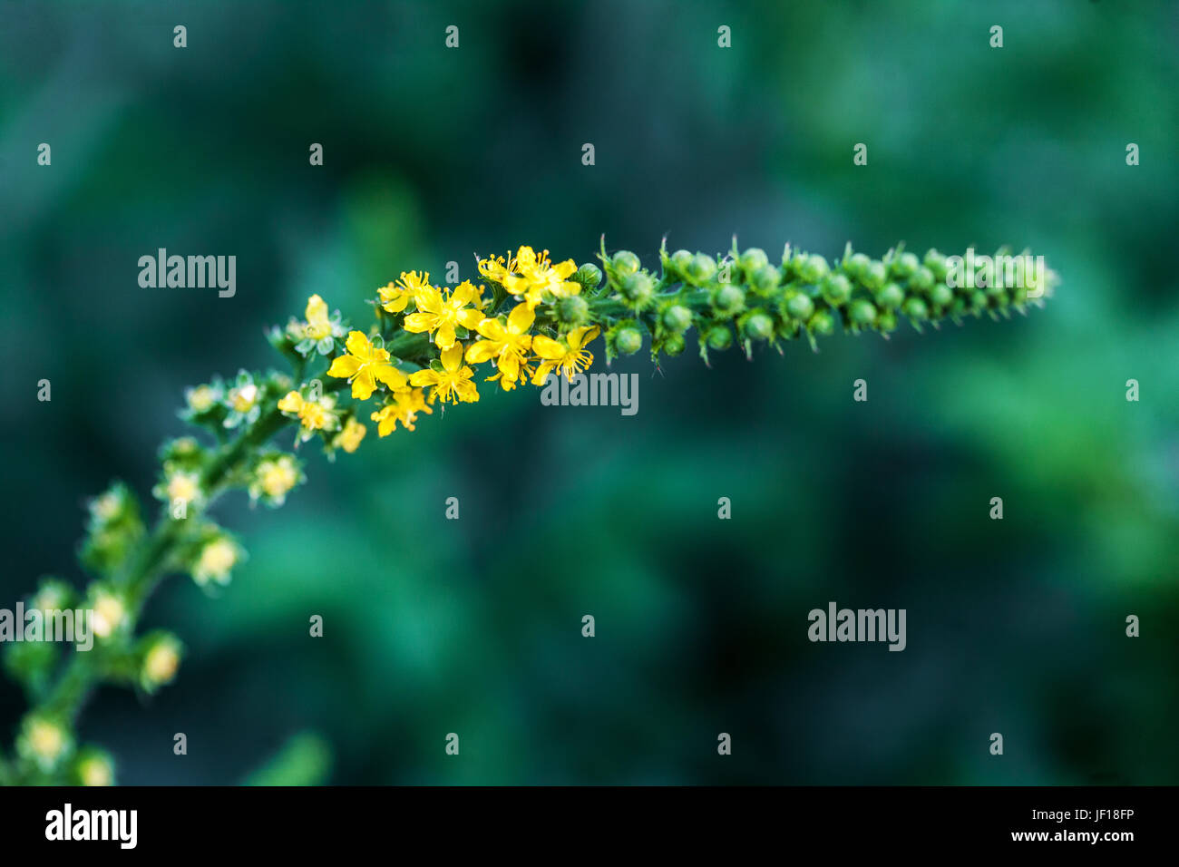 Aigremoine, Agrimonia eupatoria, fleurs jaunes Banque D'Images