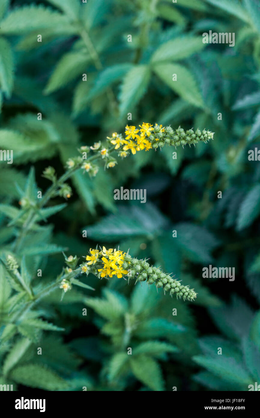 Aigremoine, Agrimonia eupatoria, fleurs jaunes Banque D'Images