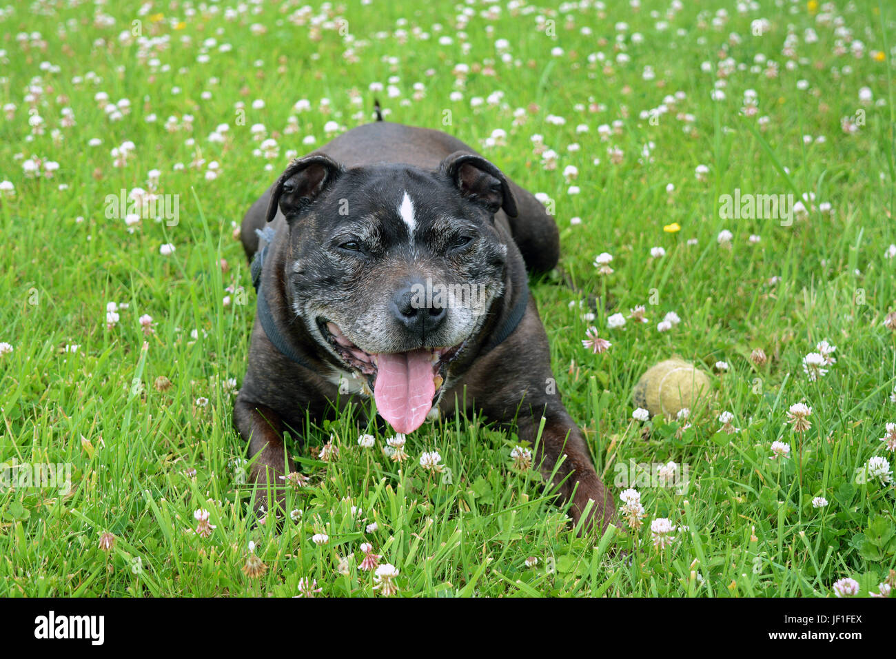 Un fatigué Staffordshire Bull Terrier après courir dans les champs Banque D'Images