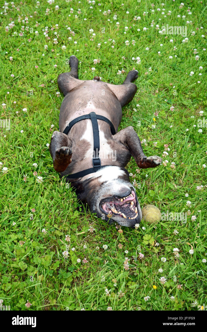 Un heureux Staffordshire Bull Terrier roulant dans l'herbe Banque D'Images