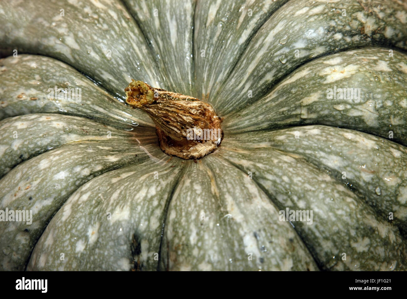 Big wet green pumpkin close-up Banque D'Images