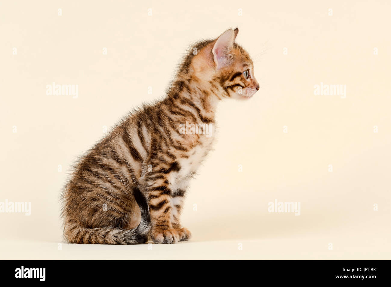 Toyger (Felis silvestris catus), l'âge de 6 semaines, de couleur marron, tabby, assis Banque D'Images