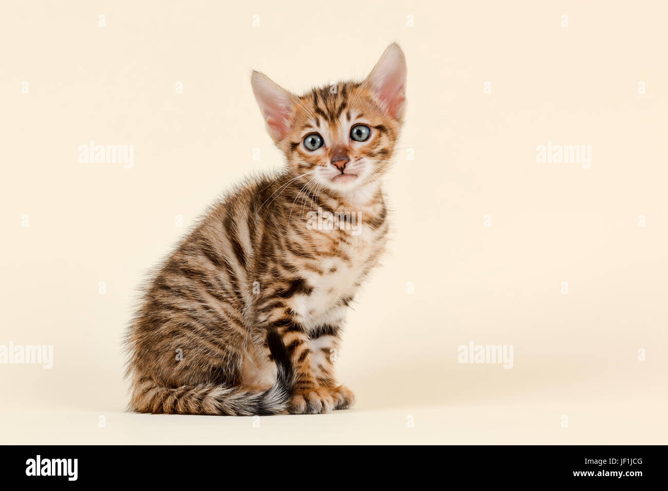 Toyger (Felis silvestris catus), l'âge de 6 semaines, de couleur marron, tabby, assis Banque D'Images