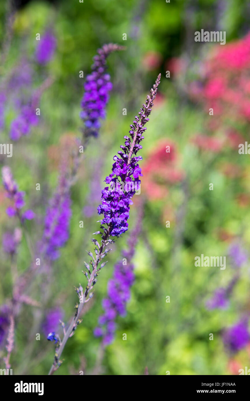 Veronica longifolia Véronique (jardin) de long fleurs violettes dans un pré Banque D'Images