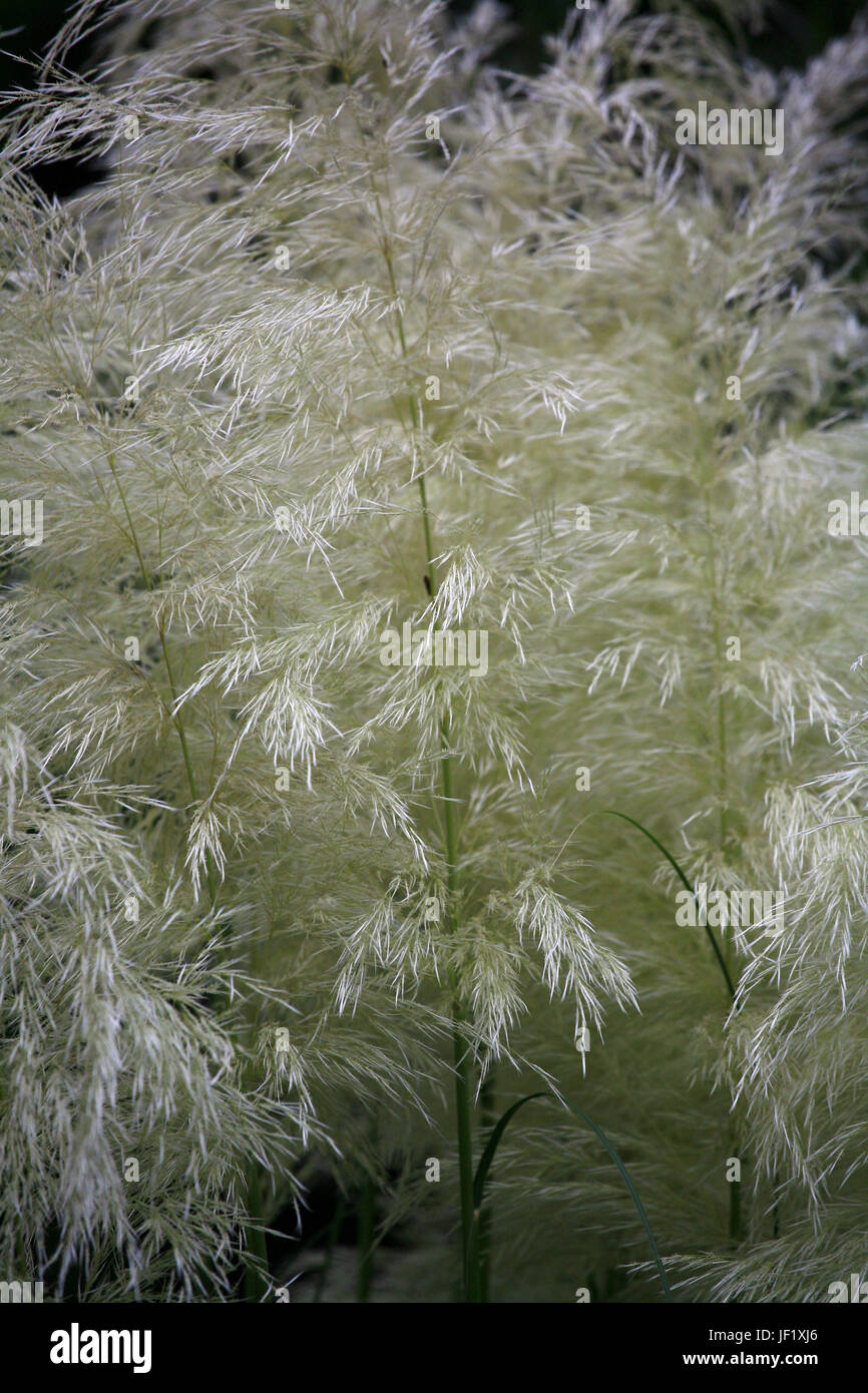 L'herbe de la pampa cortaderia selloana, Banque D'Images