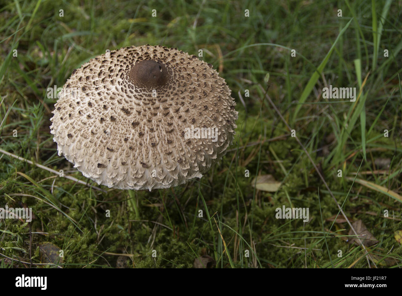 Champignons Parasol à la frontière d'un bois Banque D'Images