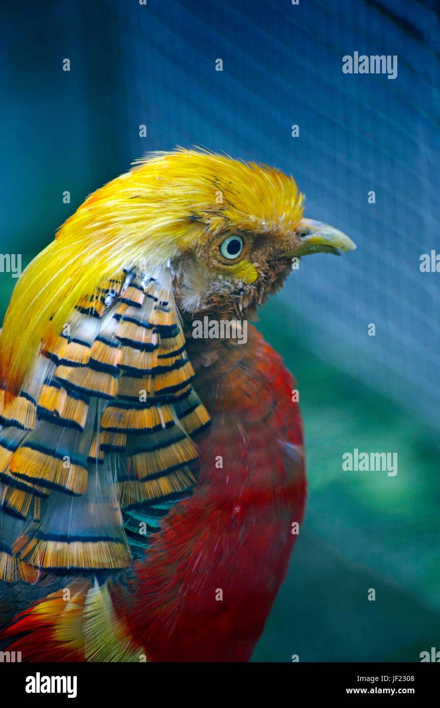 Le faisan doré faisan, ou chinois (Chrysolophus pictus) est une espèce de l'ordre des Galliformes (gallinacés) et la famille des Phasianidae Banque D'Images