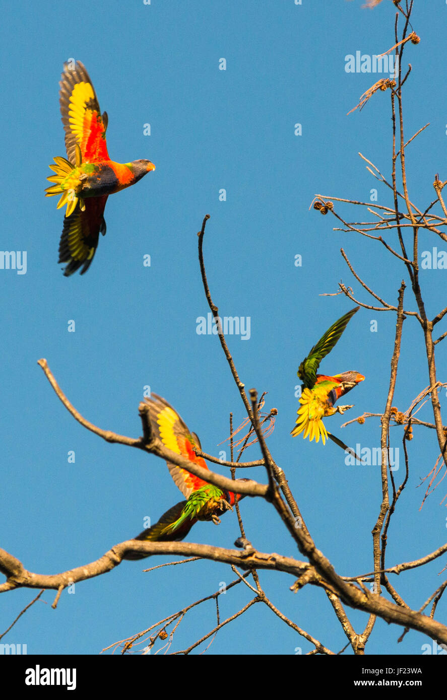 Rainbow loriquets verts sur les arbres à Byron Bay, Nouvelles Galles du Sud, Australie. Banque D'Images