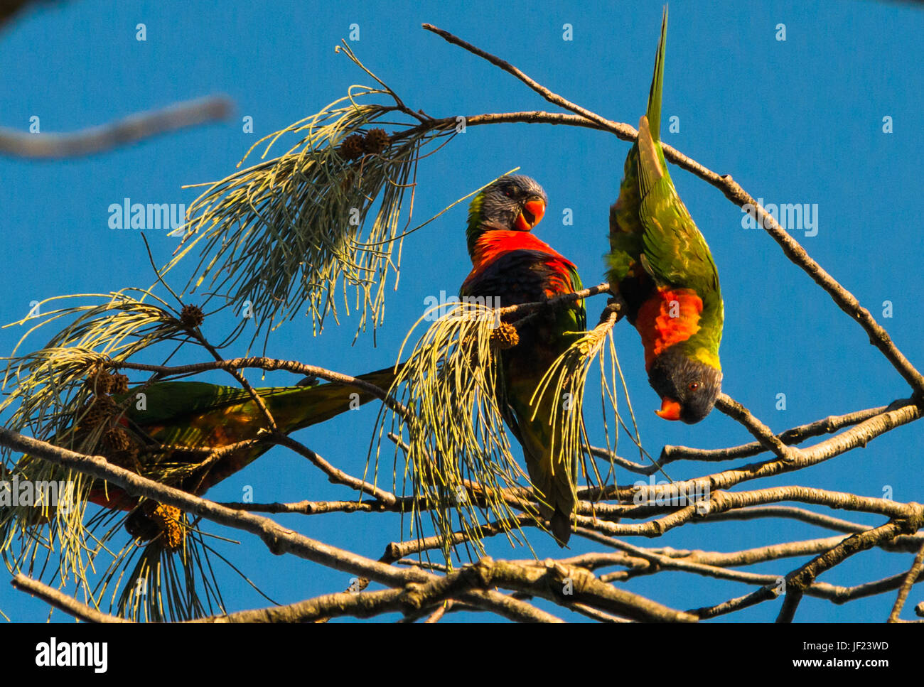 Rainbow loriquets verts sur les arbres à Byron Bay, Nouvelles Galles du Sud, Australie. Banque D'Images