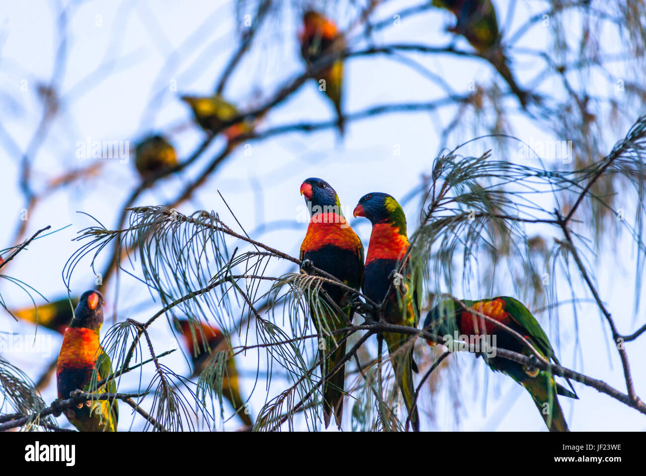 Rainbow loriquets verts sur les arbres à Byron Bay, Nouvelles Galles du Sud, Australie. Banque D'Images