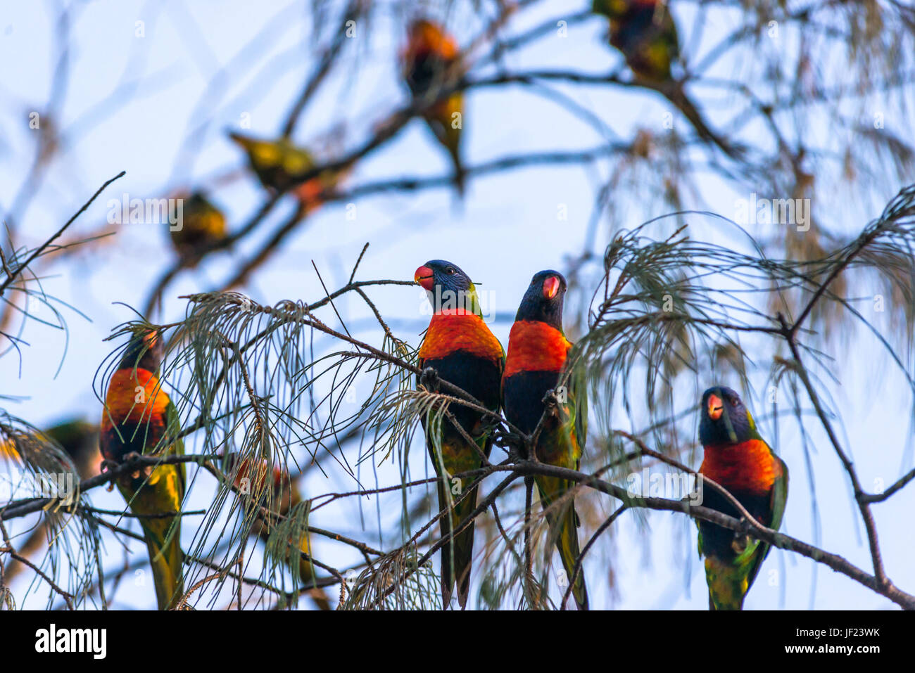 Rainbow loriquets verts sur les arbres à Byron Bay, Nouvelles Galles du Sud, Australie. Banque D'Images