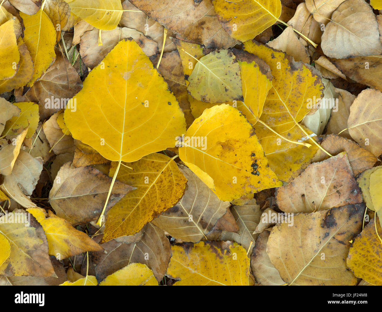 Les feuilles d'automne sur le sol en décomposition. Au début de l'hiver, l'Australie. Banque D'Images