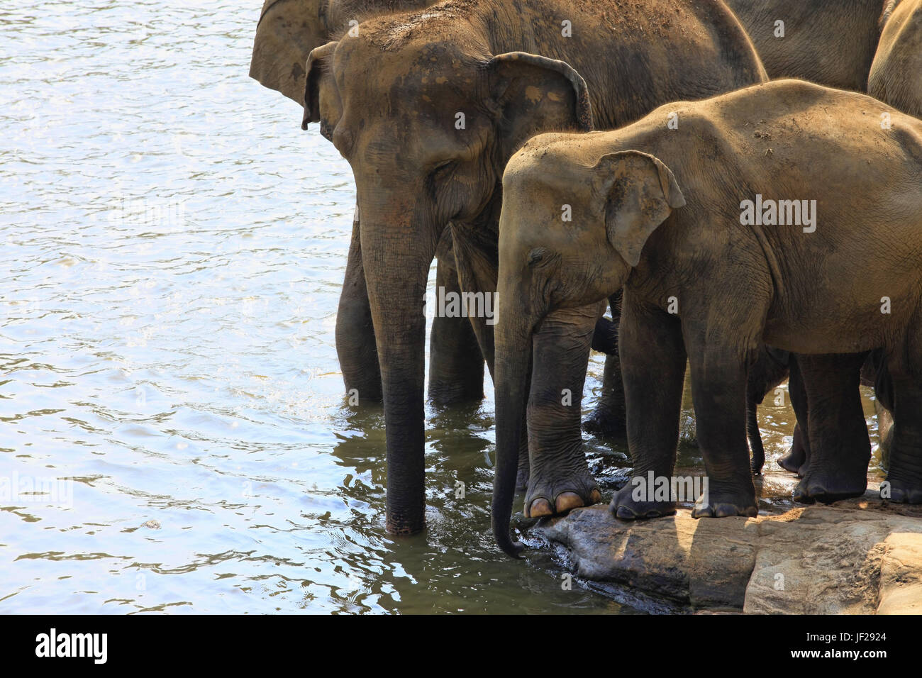 Famille d'éléphants indiens Banque D'Images