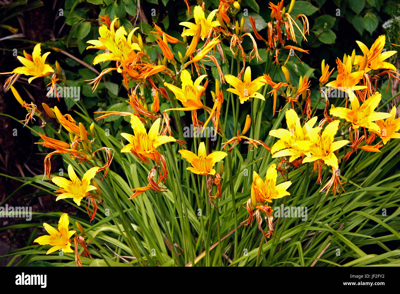 Hemerocallis fulva lillies journée aux couleurs vives Banque D'Images