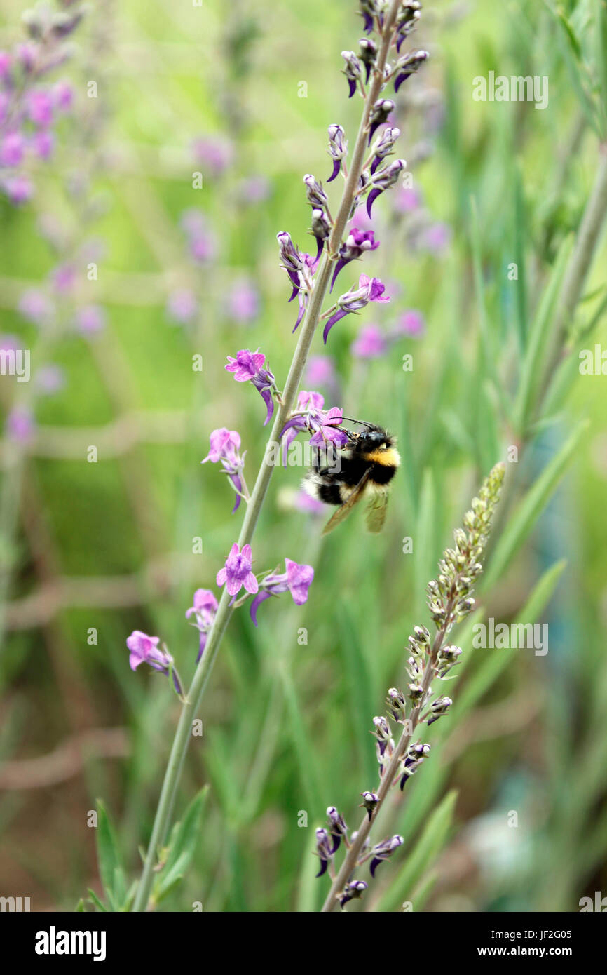 La collecte du pollen d'Abeilles Bombus Purple Toadflax Linaria (puperea) pics de floraison Banque D'Images