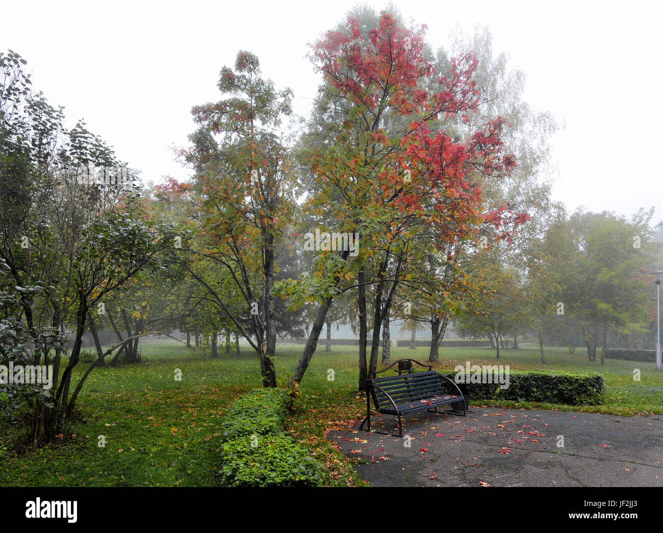 Voile de brume argentée sur l'automne Parc. Banque D'Images