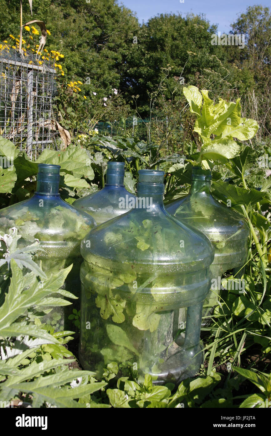 Les laitues de plus en plus d'un allotissement Banque D'Images