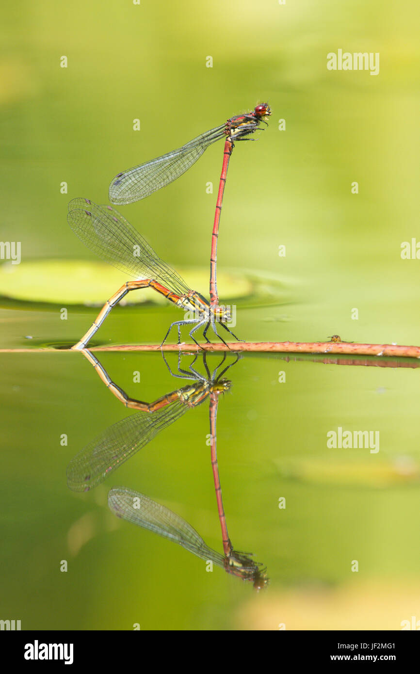 Grandes demoiselles, Pyrrhosoma nymphula rouge, paire d'accouplement et de ponte en tandem dans l'étang de la faune le jardin. Sussex, UK. Juin Banque D'Images