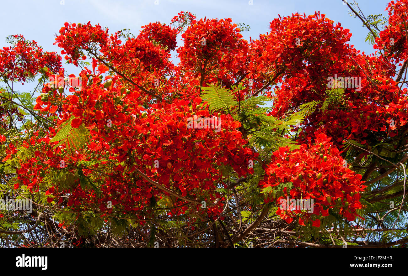 Fleur Rouge Brillant Dun Arbre Flamboyant Mexicain Grande