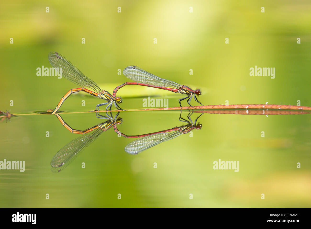 Grandes demoiselles, Pyrrhosoma nymphula rouge, paire d'accouplement et de ponte en tandem dans l'étang de la faune le jardin. Sussex, UK. Juin Banque D'Images