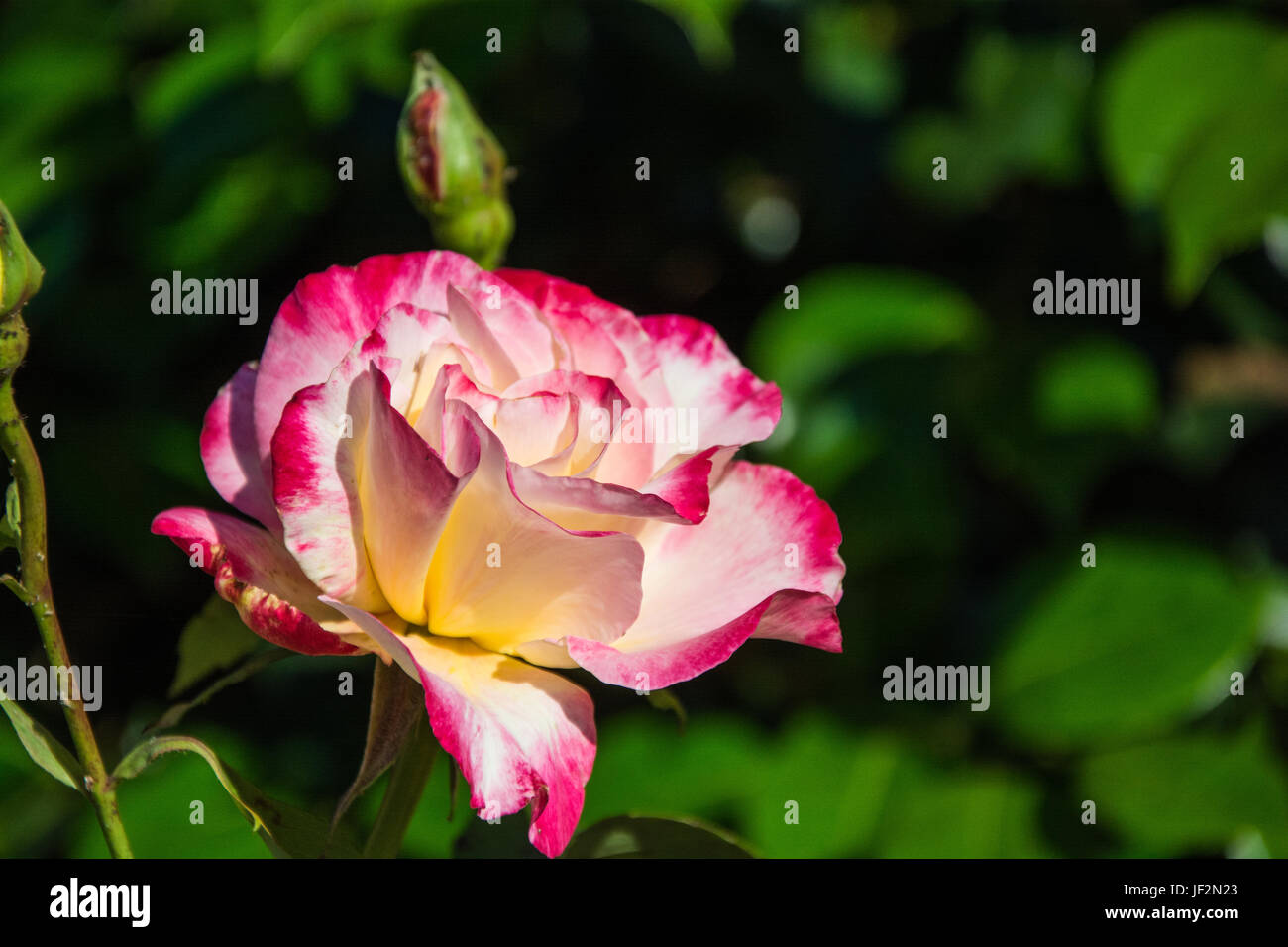 Close up d'un panaché rose et jaune, rose (Rosa) en pleine floraison, l'été. UK Banque D'Images