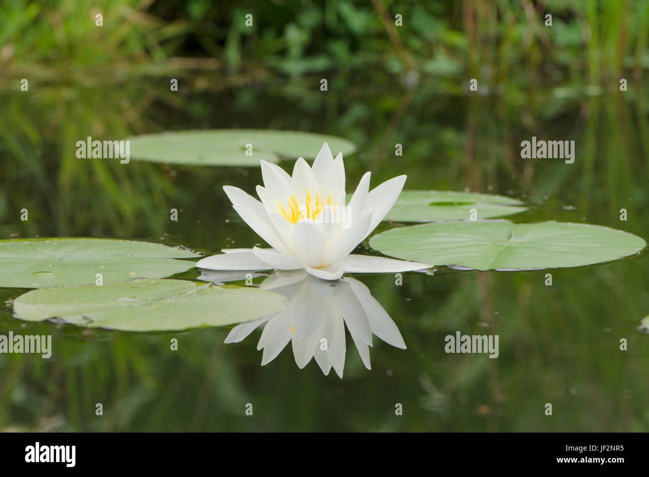 White Water-lily, Nymphaea alba, la fleur sauvage, dans la faune jardin étang. Sussex, UK. De juin. Banque D'Images