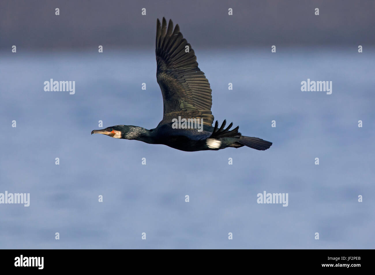 / Grand cormoran grand cormoran (Phalacrocorax carbo) en volant au-dessus de mer en hiver Banque D'Images