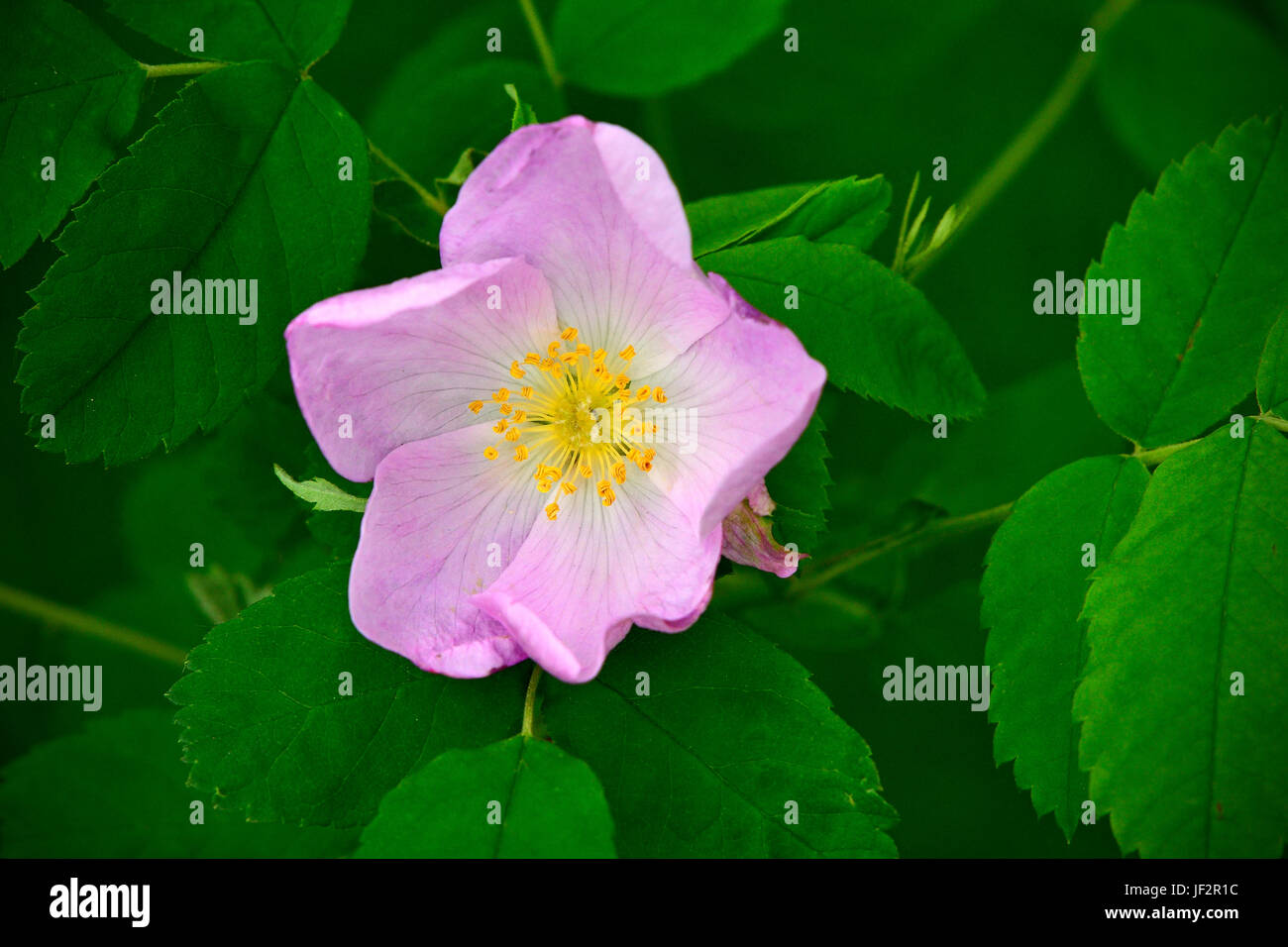 Un rosier sauvage Alberta (Rosa acicularis), l'emblème floral officiel de la province de l'Alberta, Canada. Banque D'Images