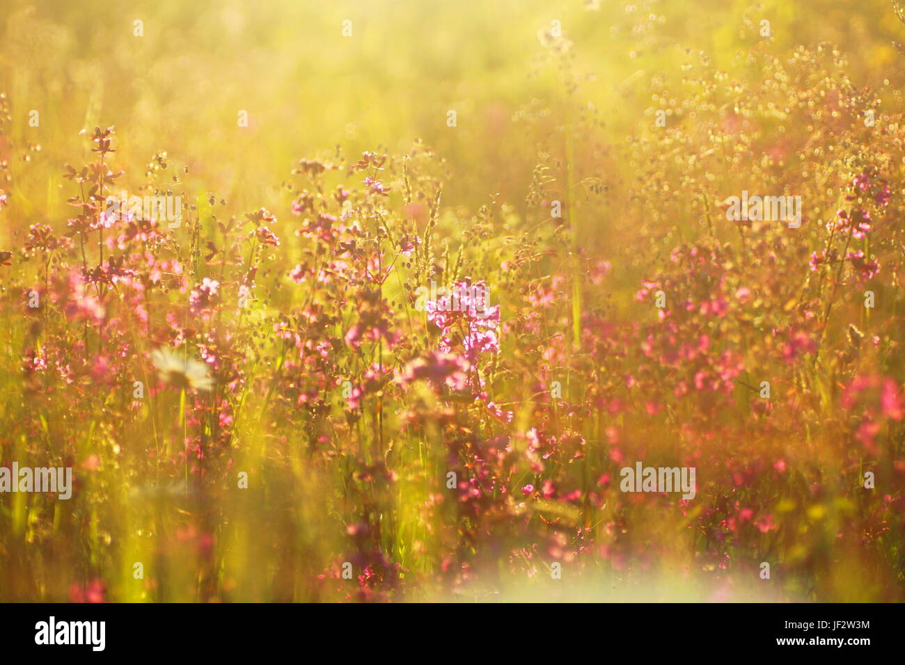 Fleurs et l'herbe éclairées par la lumière du soleil chaud de l'été sur un pré, abstract backgrounds naturel pour votre conception. Banque D'Images
