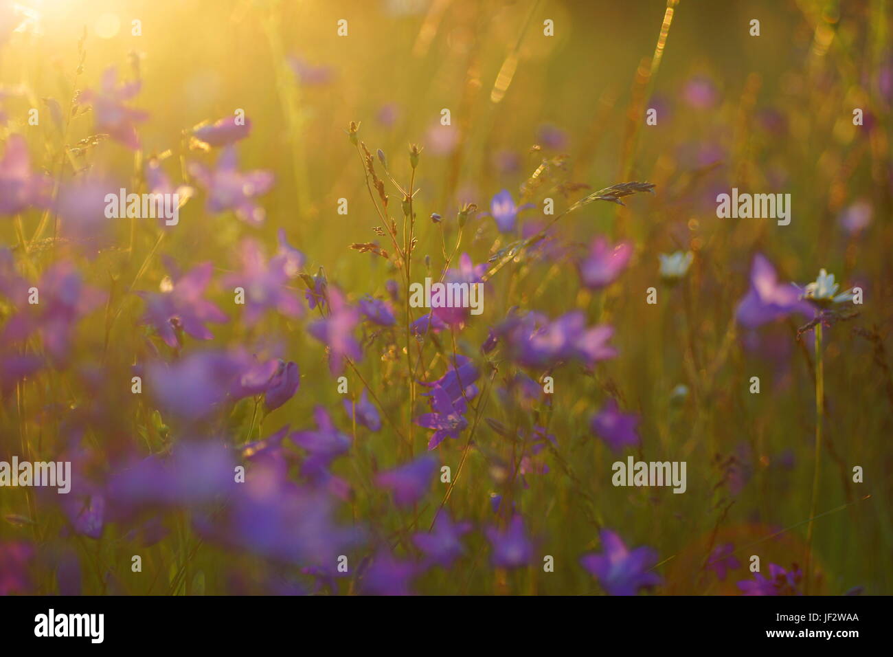 Fleurs et l'herbe éclairées par la lumière du soleil chaud de l'été sur un pré, abstract backgrounds naturel pour votre conception. Cloches Meadow Banque D'Images