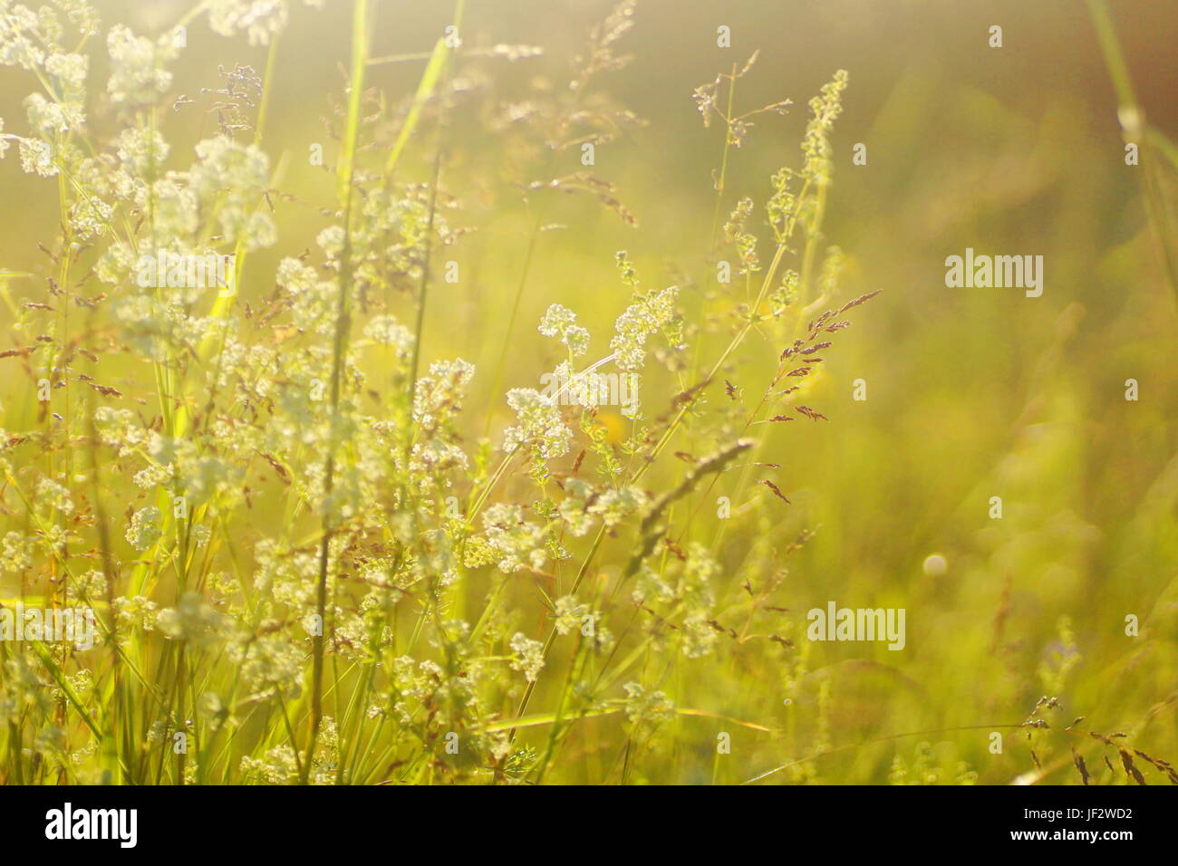 Fleurs et l'herbe éclairées par la lumière du soleil chaud de l'été sur un pré, abstract backgrounds naturel pour votre conception. Banque D'Images