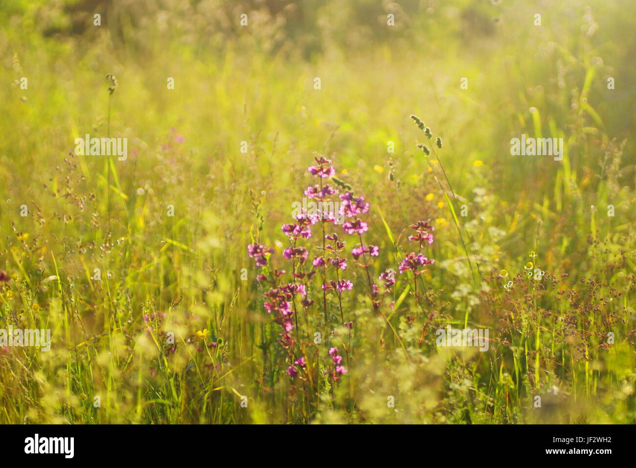 Fleurs et l'herbe éclairées par la lumière du soleil chaud de l'été sur un pré, abstract backgrounds naturel pour votre conception. Banque D'Images