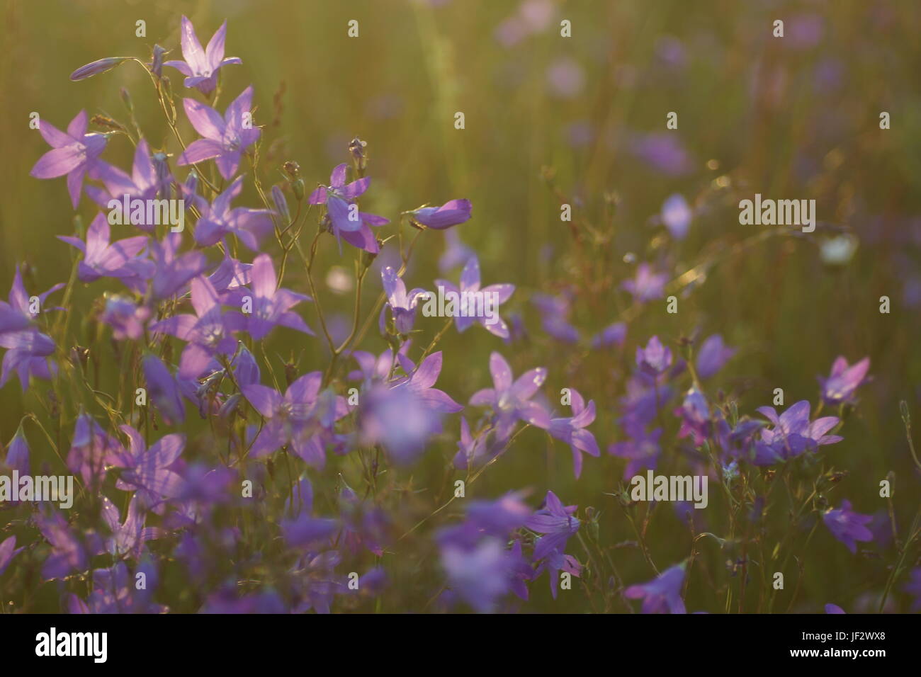 Fleurs et l'herbe éclairées par la lumière du soleil chaud de l'été sur un pré, abstract backgrounds naturel pour votre conception. Cloches Meadow Banque D'Images