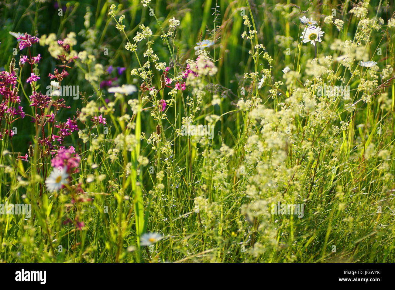 Fleurs et l'herbe éclairées par la lumière du soleil chaud de l'été sur un pré, abstract backgrounds naturel pour votre conception. Banque D'Images