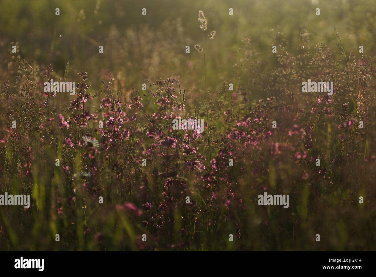 Fleurs et l'herbe éclairées par la lumière du soleil chaud de l'été sur un pré, abstract backgrounds naturel pour votre conception. Banque D'Images