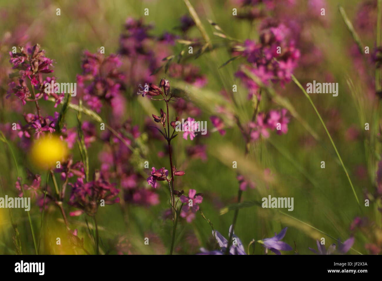 Fleurs et l'herbe éclairées par la lumière du soleil chaud de l'été sur un pré, abstract backgrounds naturel pour votre conception. Banque D'Images